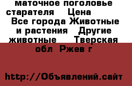 маточное поголовье старателя  › Цена ­ 2 300 - Все города Животные и растения » Другие животные   . Тверская обл.,Ржев г.